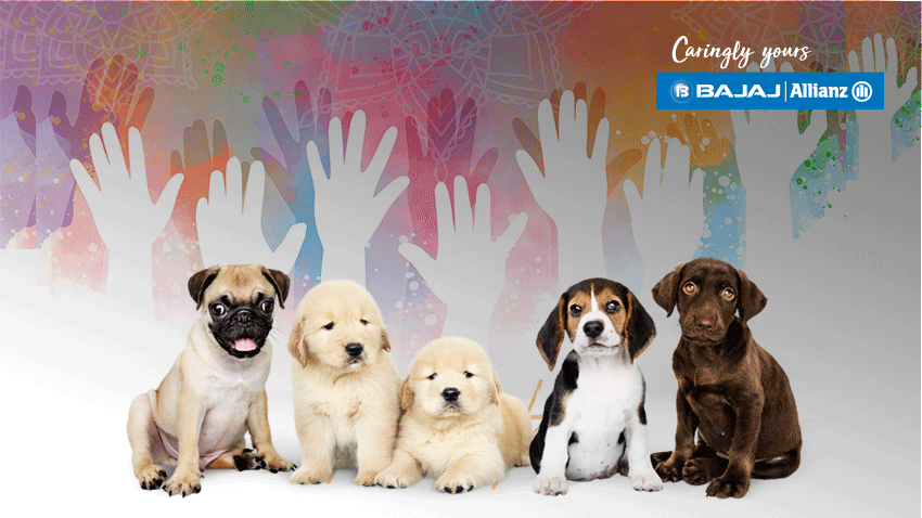 Easy Tips to Keep Pet Dog Safe While Celebrating Holi