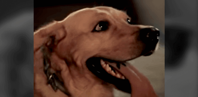 Pet Insurance Online | Insurance for Dogs In India - Bajaj Allianz Pet Insurance Online | Insurance for Dogs In India - Bajaj Allianz